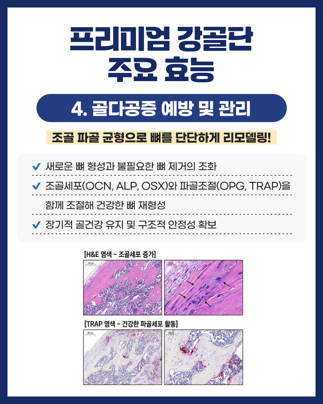 프리미엄 강골단이미지05